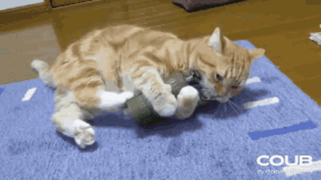 Kucing Granat GIF - Kucing Granat GIFs