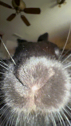 a closeup of a cat 's nose with a ceiling fan in the background