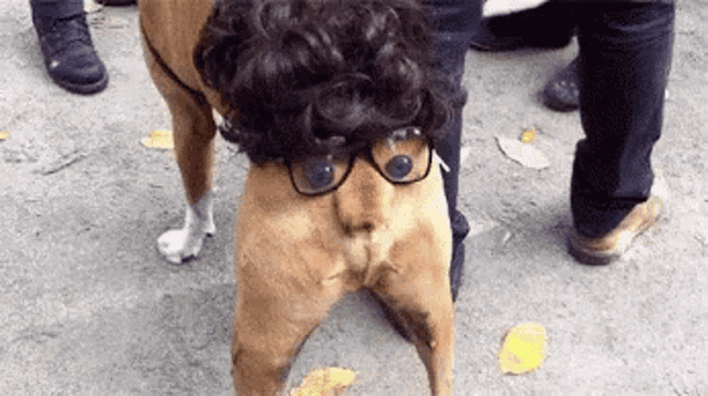 a dog wearing glasses and a wig is standing on the ground