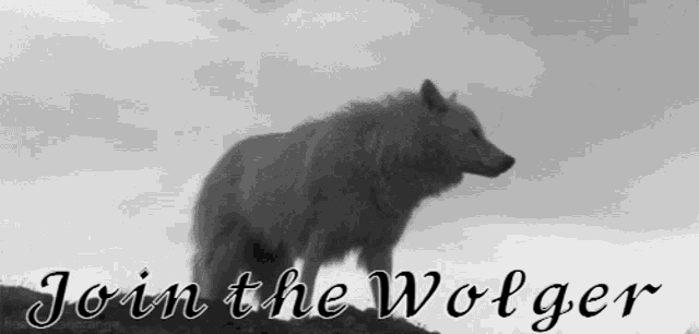 a picture of a wolf with the words join the wolger below it