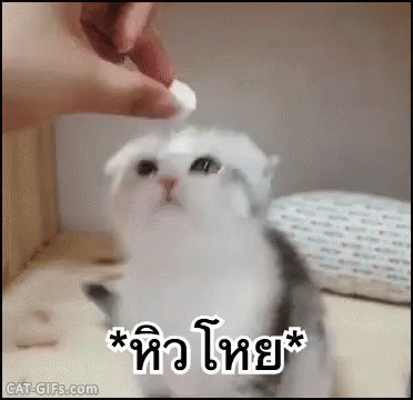 แมว หิวโหย GIF - Cat Hungry Eating GIFs