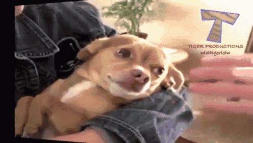 a person is holding a small brown dog in their arms with tiger productions written on the bottom