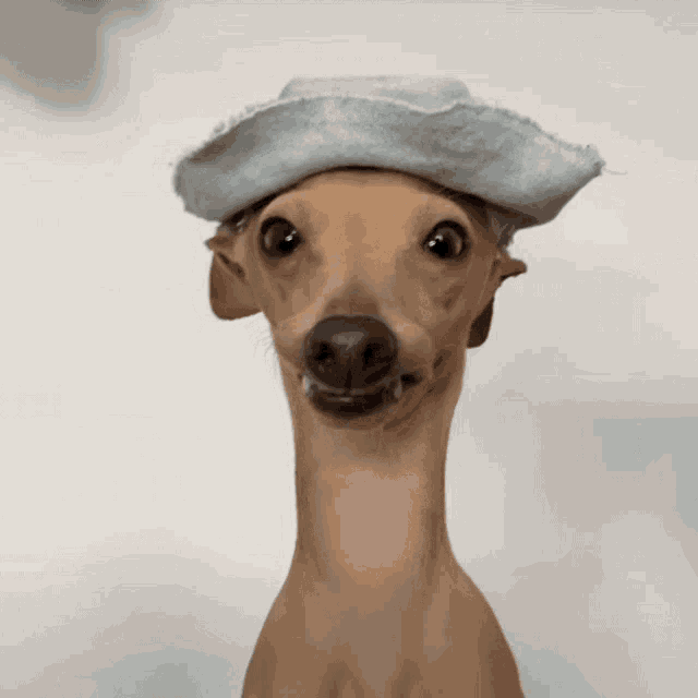 a small brown dog wearing a cowboy hat looks at the camera