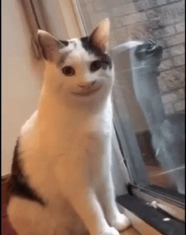 All Smiles Cat Smiling GIF - All Smiles Cat Smiling Hi GIFs
