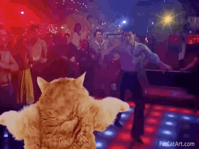Party Dance GIF - Party Dance Cat GIFs