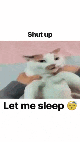 a cat is sitting on a person 's lap with the words shut up let me sleep below it .