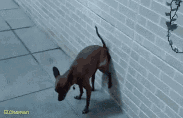 a small dog is standing next to a brick wall .