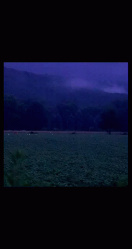 Evening Meadow GIF - Evening Meadow Fireflies GIFs