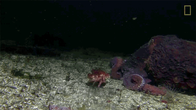 Octopus Catching A Crab Camouflage Queen GIF - Octopus Catching A Crab Camouflage Queen Wonderfully Weird GIFs