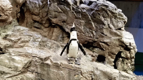 Penguin Honk GIF - Penguin Honk GIFs