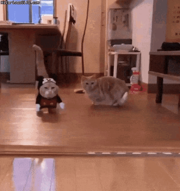 Cat Disguise GIF - Cat Disguise Mickey GIFs