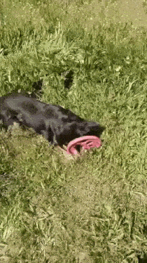 a dog is playing with a frisbee in the grass .