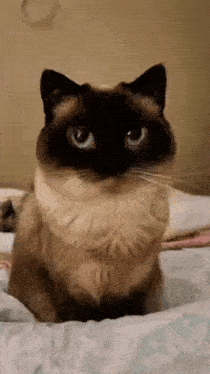 a siamese cat sitting on top of a bed looking at the camera .