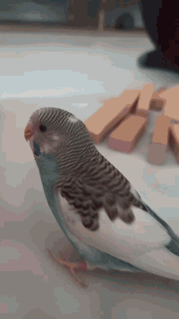 a blue and white parakeet sits on a table next to wooden blocks
