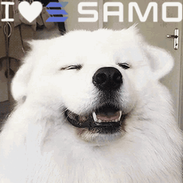 Samo Samoyedcoin GIF - Samo Samoyedcoin GIFs
