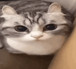 a close up of a cat 's face with big eyes .