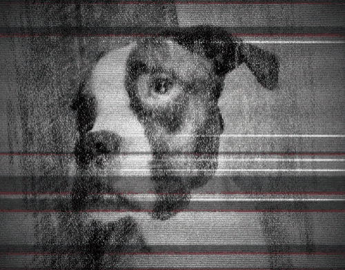 a black and white image of a dog with a red line