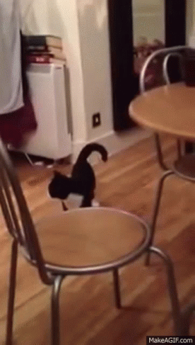 Cat Funny GIF - Cat Funny Bouncy GIFs