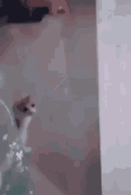 a cat is playing with a toy on the floor in a room .