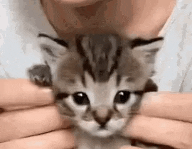 a person is holding a small kitten in their hands and petting it .