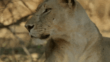 a close up of a lion 's face with a tree in the background