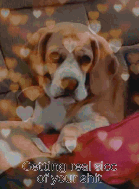 a picture of a dog with the words getting real sicc of your shit on it