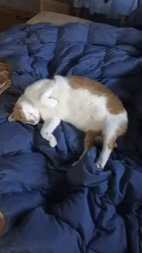 Um No GIF - Um No Lazy Cat GIFs