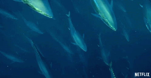 Tuna Fish GIF - Tuna Fish Swimming GIFs