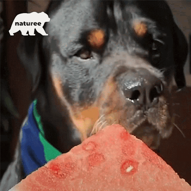 Dog Eating A Watermelon Watermelon GIF - Dog Eating A Watermelon Watermelon Rottweiler GIFs