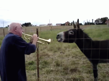 And They Call Mee An Ass??? GIF - Donkeys Trumpet Music GIFs