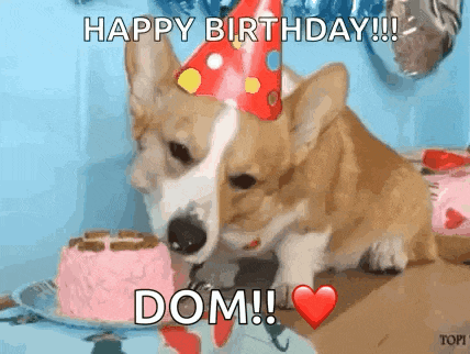 a corgi dog wearing a party hat is eating a cake .