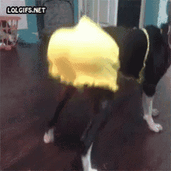 a dog is wearing a yellow hat and a lolgifs.net watermark is visible