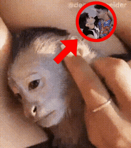 a close up of a person holding a monkey with a red arrow pointing to a couple kissing