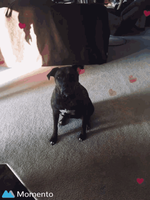 a dog sitting on a carpet with hearts around it and a momento logo