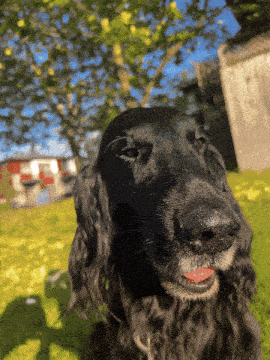 a close up of a black dog 's nose with its tongue out