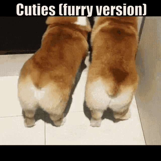 Furry Cuties GIF - Furry Cuties Doggo GIFs
