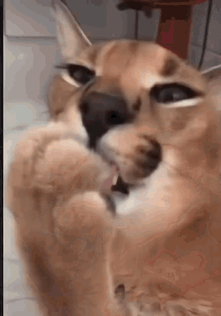 a close up of a cat 's face with its paws in the air .