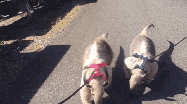 two dogs wearing pink harnesses are walking on a leash