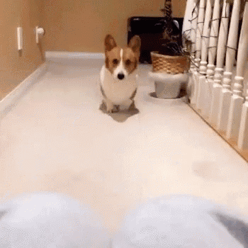 a brown and white corgi dog is running down a hallway next to a staircase .