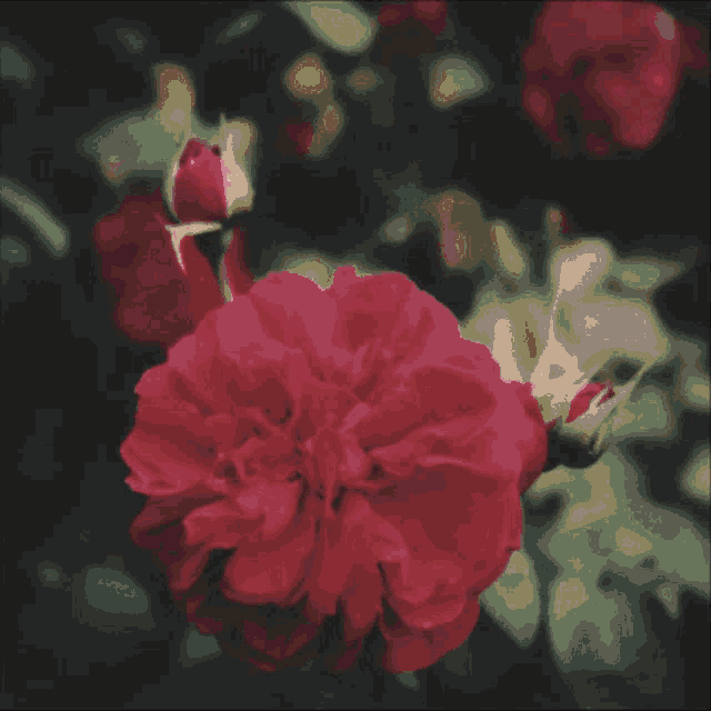 a close up of a red flower with a yellow center