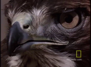 Hawkeye GIF - Hawk Eye Closeup GIFs