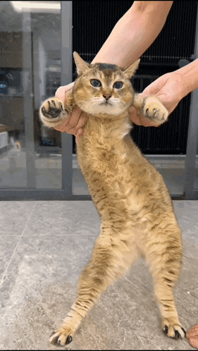a person is holding a cat on its hind legs while it looks at the camera