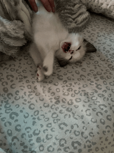 a white kitten laying on its back on a leopard print blanket