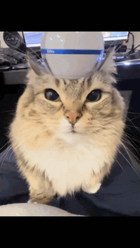a fluffy cat sitting on a person 's lap with a bottle on top of its head