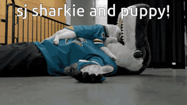 Nhl Sharkie GIF - Nhl Sharkie Puppy GIFs