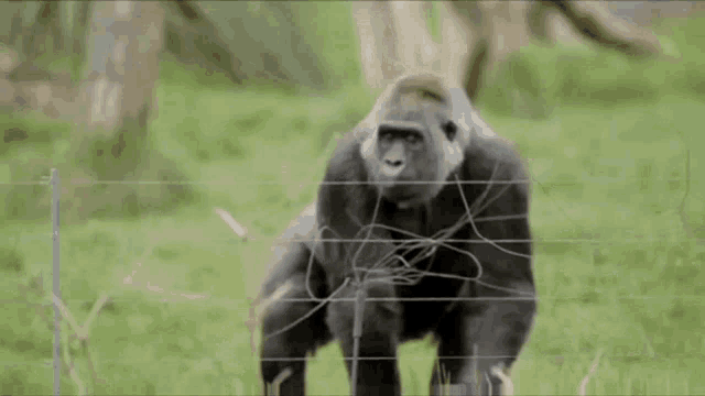 a gorilla is standing in a grassy field holding a rope in its mouth .
