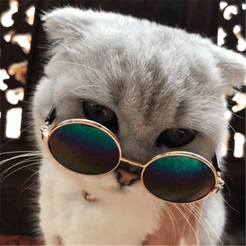 Cat Cute GIF - Cat Cute Sunglasses GIFs