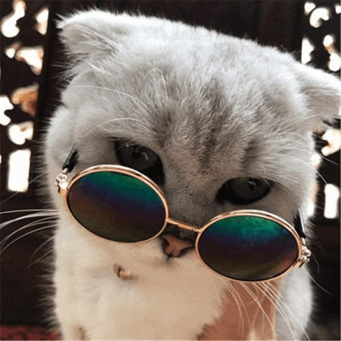 a close up of a cat wearing sunglasses looking at the camera