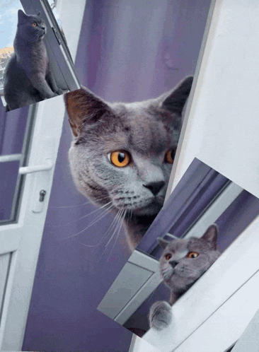a collage of pictures of a cat looking out of a window
