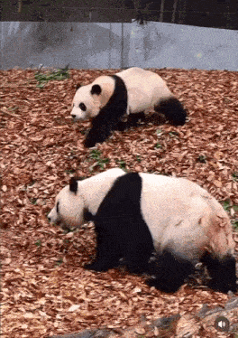 a couple of panda bears standing on a pile of leaves